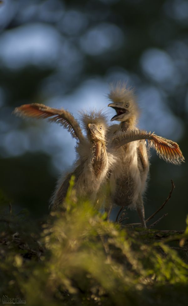 foto:Miguel Angel Torres Espitia  - lo hecho en México