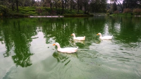 foto:JOSE IGNACIO NAVEDA VALENCIA - lo hecho en México