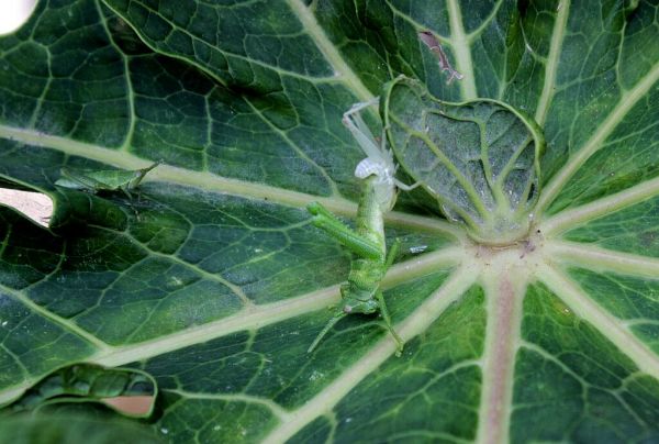 foto:Darío Nicolas Cartela Martinez - lo hecho en México