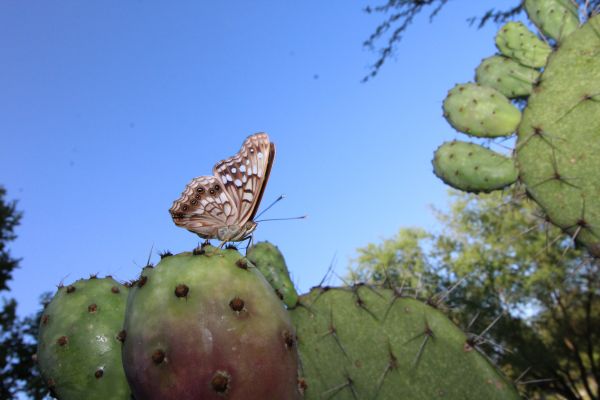 foto:NELY GUADALUPE GARZA DE LA ROSA - lo hecho en México