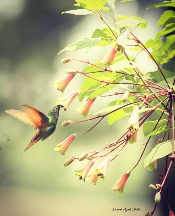 foto:Ricardo Ayala Uribe - lo hecho en México