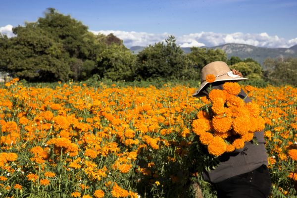 foto:Francisco Coyotl Regules - lo hecho en México