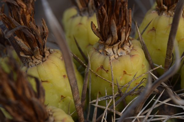 foto:María  Espinoza Esparza - lo hecho en México