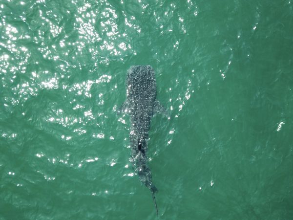 foto:Alexander León  Rasetti - lo hecho en México