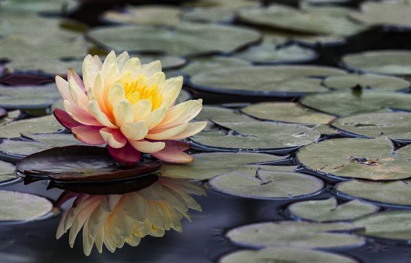 foto:jesus Arana Sevilla - lo hecho en México