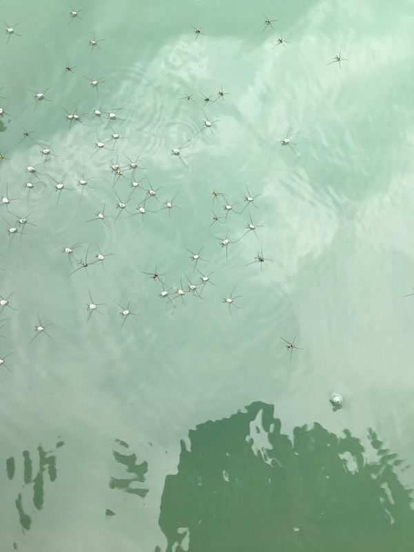 foto:LUIS ERNESTO CORONA MEIXUEIRO - lo hecho en México