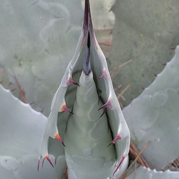 foto:Martha Monica Flores Lopez - lo hecho en México