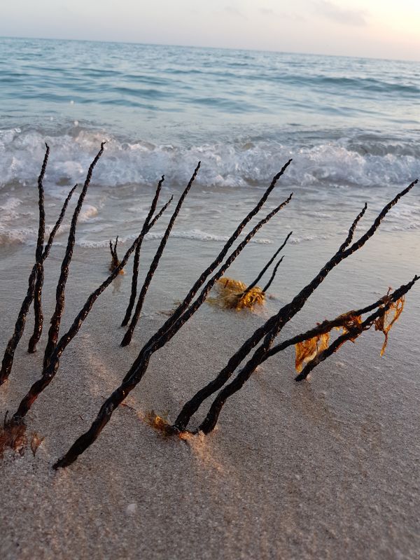 foto:Alicia Ayora Talavera - lo hecho en México