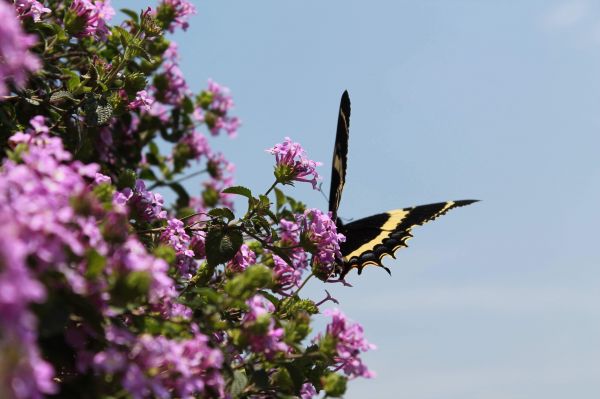 foto:Marco Antonio Chavolla Chavez - lo hecho en México