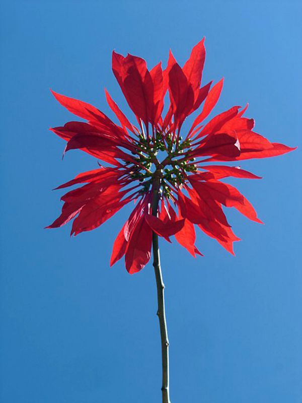 foto:Rafael  Quiroz Osorio - lo hecho en México
