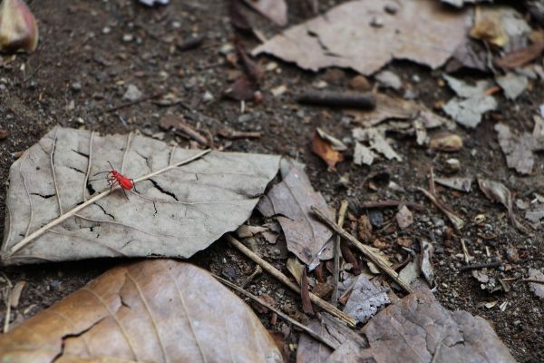 foto:Laura Elena Díaz Mata - lo hecho en México