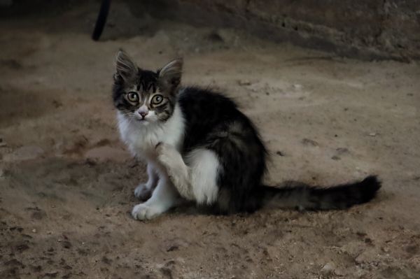 foto:Juan Alejandro Ruelas  Casillas - lo hecho en México