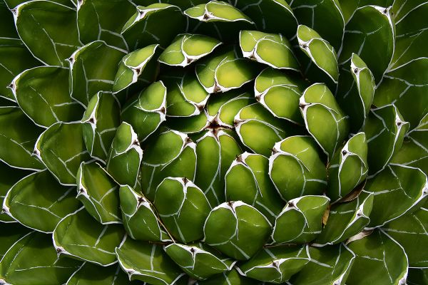 foto:Gloria Patricia  Villarreal Sánchez - lo hecho en México