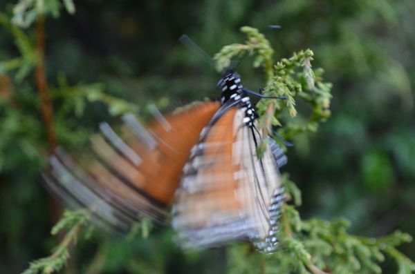 foto:Javier Barrios Ordóñez - lo hecho en México