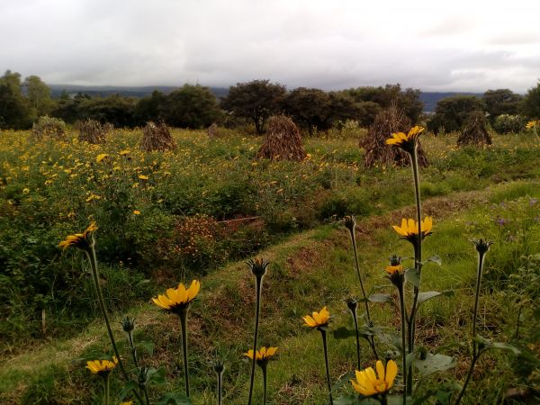 foto:Juana Maria Soto Garcia - lo hecho en México