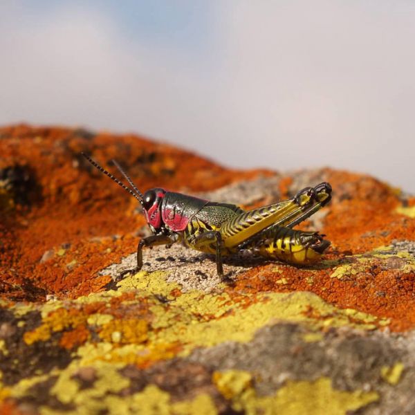 foto:Carlos Reyes Huerta - lo hecho en México