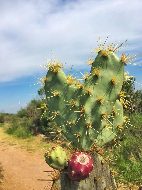 foto:Jacqueline  Estrada  Torres  - lo hecho en México