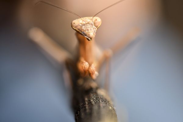 foto:Francisco Javier Cruz Hernández - lo hecho en México