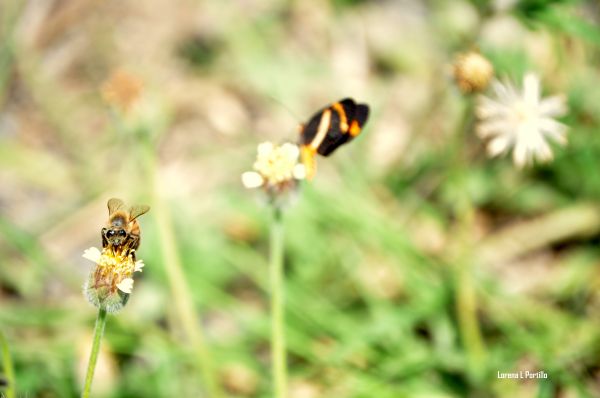 foto:Lorena Lucia López Portillo Peña - lo hecho en México