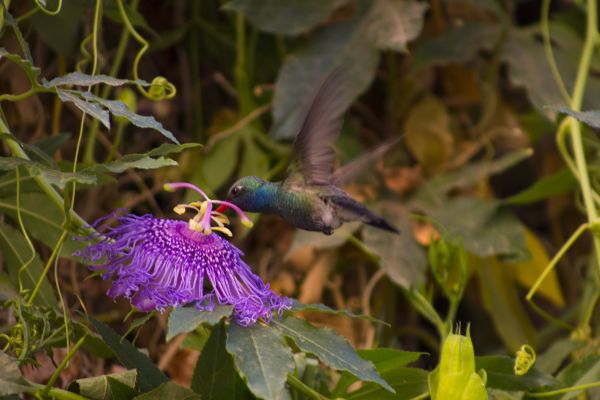 foto:Paloma Esmeralda  Torres Samayoa - lo hecho en México