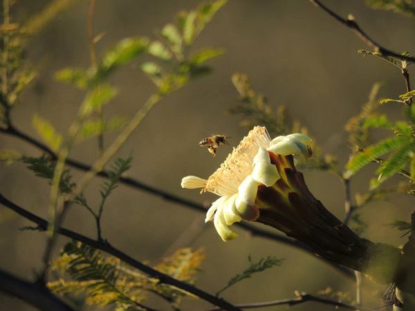 foto:JUAN FERNANDO BACA  CRUZ - lo hecho en México