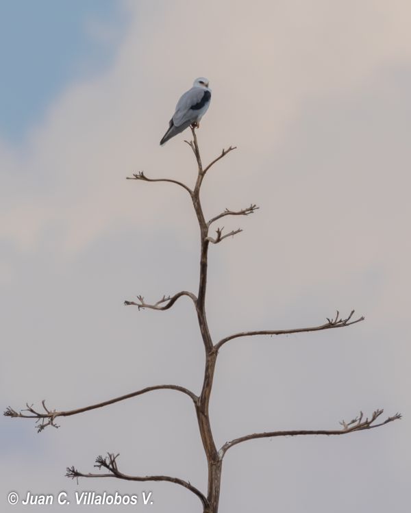 foto:Juan Carlos Villalobos Valdés - lo hecho en México