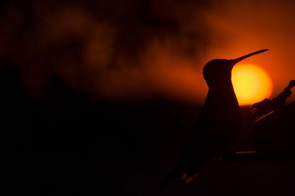 foto:Joel Solórzano De la Rosa - lo hecho en México