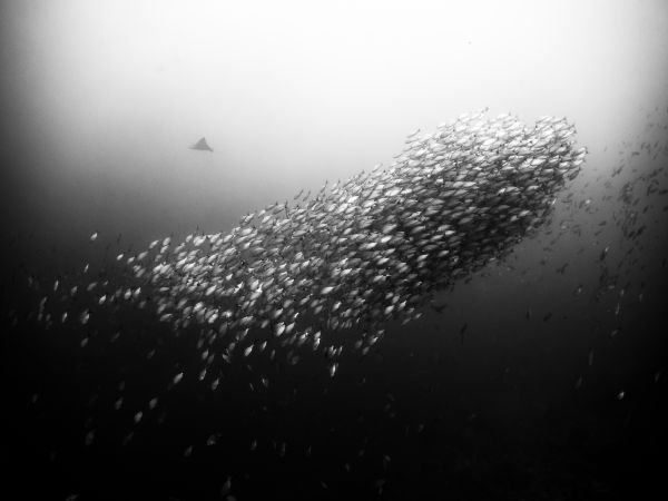 foto:Yann Herrera  Fuchs - lo hecho en México