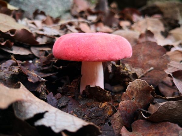 foto:Alan yasiel Esquivel Ruiz - lo hecho en México