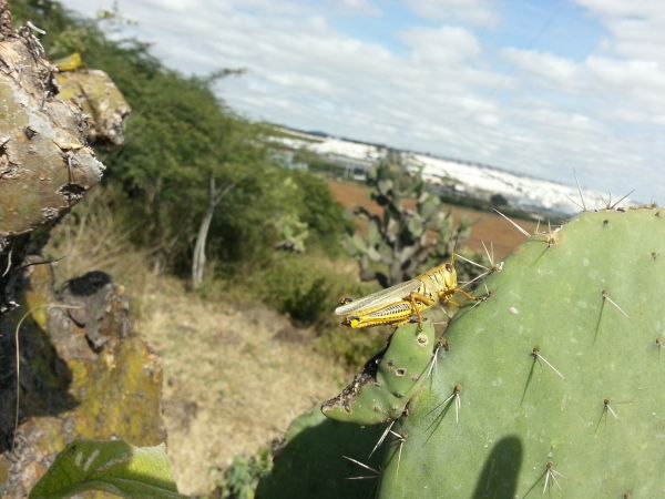 foto:Juan Alberto  Lopez Moreno - lo hecho en México