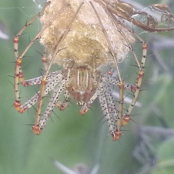 foto:Juan Alberto  Lopez Moreno - lo hecho en México