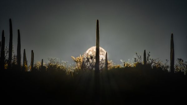 foto:Luis Roberto Lyons Suárez - lo hecho en México