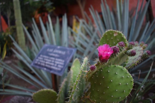 foto:Neri Geovanni Hernández Pérez - lo hecho en México