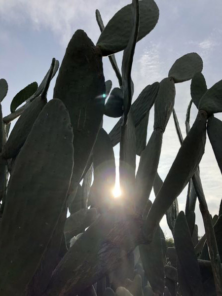 foto:Gabriela Eloiza  Rodriguez  Lopez - lo hecho en México