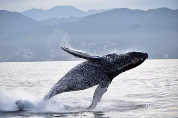 foto:Marco Antonio Morales Gómez - lo hecho en México