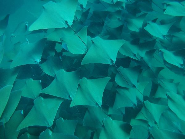 foto:Esteban Samuel Alan Resendiz Jimenez - lo hecho en México