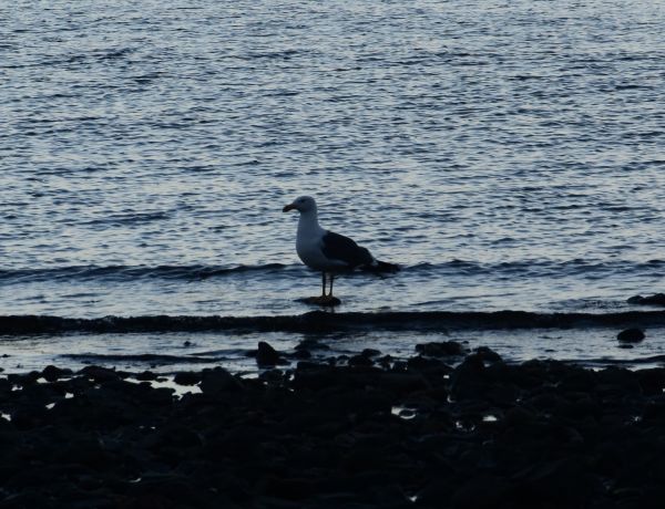 foto:jose gilberto gordillo nataren - lo hecho en México