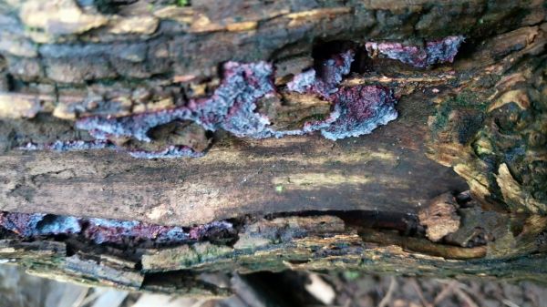 foto:Héctor Daniel  Robles Gomez - lo hecho en México