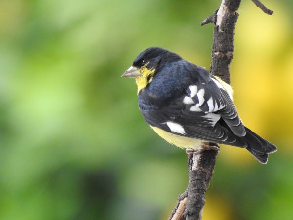 foto:David Daniel Cejudo  Núñez - lo hecho en México