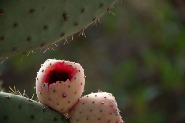 foto:Max Doe Doe - lo hecho en México