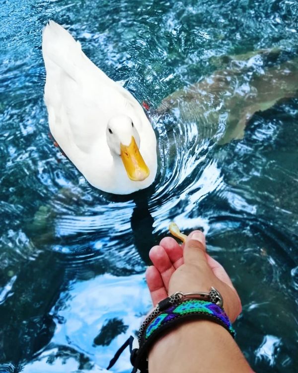 foto:Luis Emmanuel  Castillo  Escolastico  - lo hecho en México