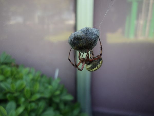 foto:Mario Alberto Lopez Saucedo - lo hecho en México