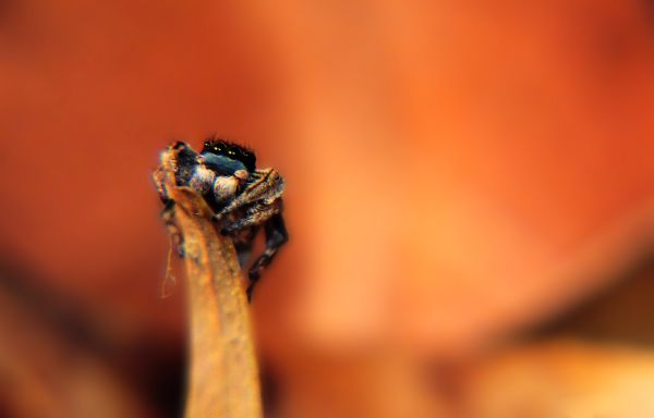 foto:Adán Alvarado Ruiz - lo hecho en México