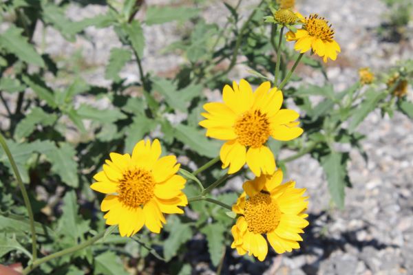 foto:Brenda Lidia  Rocha Ozuna - lo hecho en México