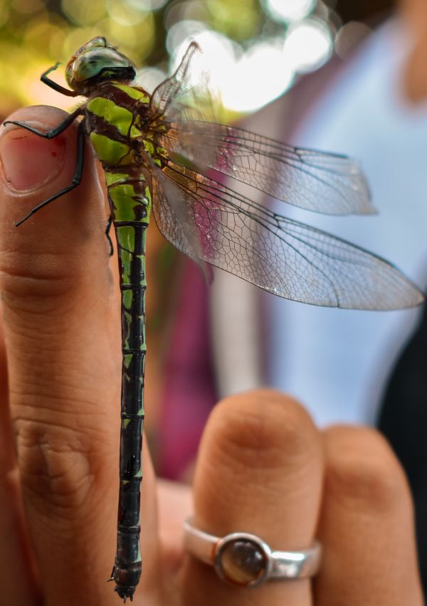 foto:Paola Donají González Vélez - lo hecho en México