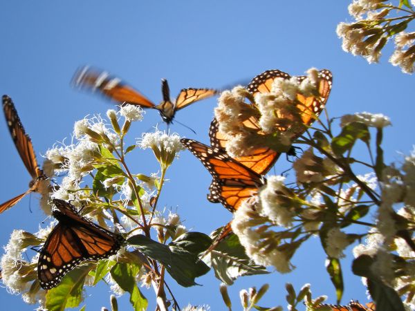 foto:Laura Guillen Toledo - lo hecho en México