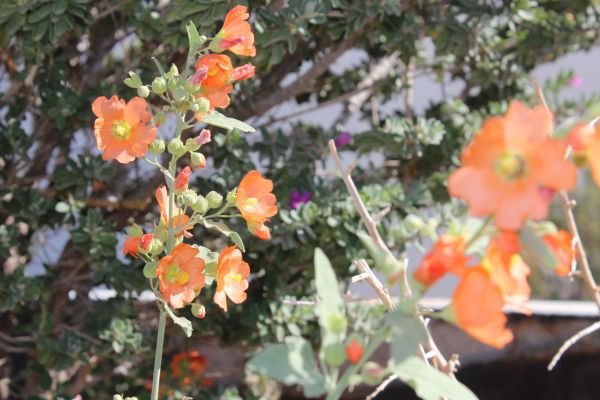 foto:Irán Guadalupe Lares de la Rosa - lo hecho en México