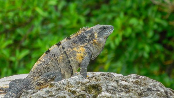 foto:dario riano jimenez - lo hecho en México