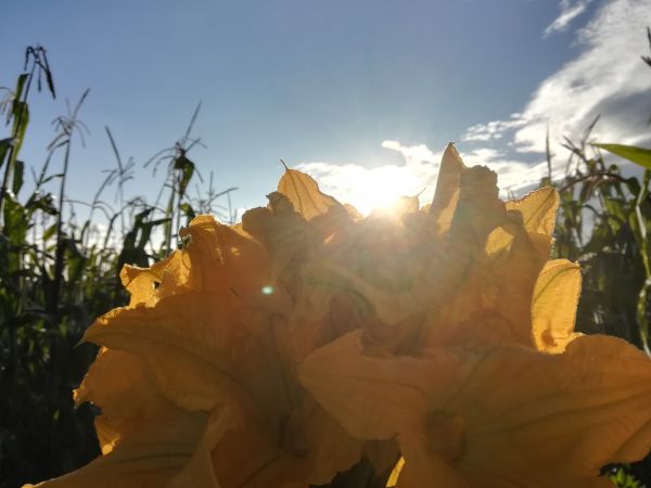 foto:Ivette  De la Cruz  Jiménez  - lo hecho en México