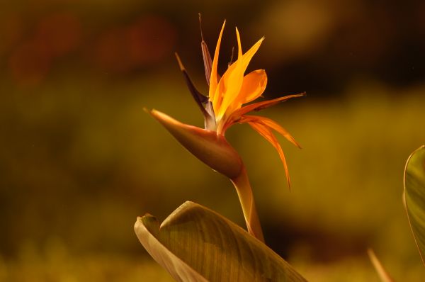 foto:JEANNETTE  CANDIANI TINAJERO - lo hecho en México